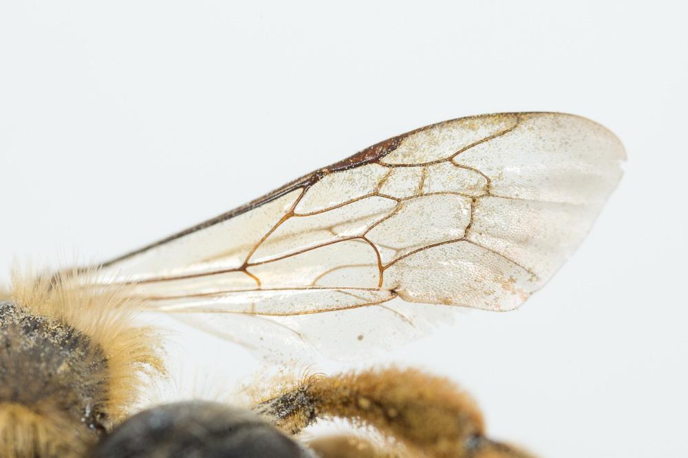 Andrena flavipes Panzer, 1799