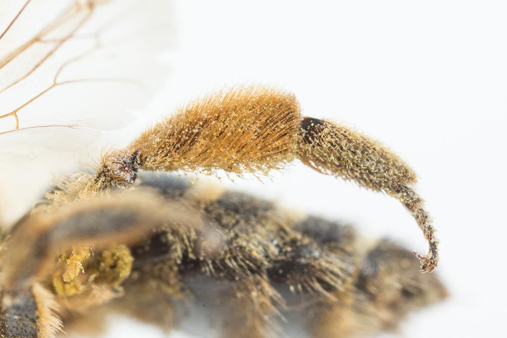 Andrena flavipes Panzer, 1799