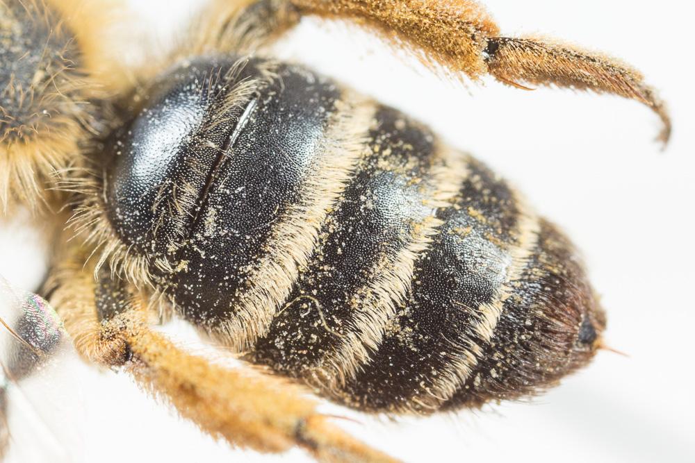 Andrena flavipes Panzer, 1799
