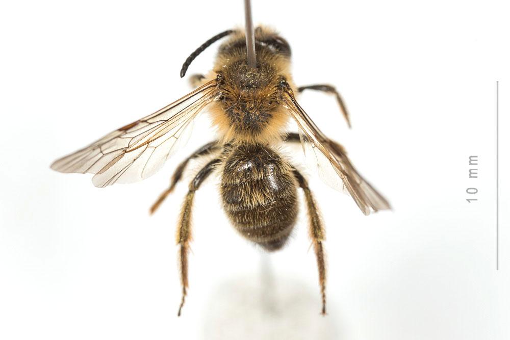 Andrena nigroaenea (Kirby, 1802)