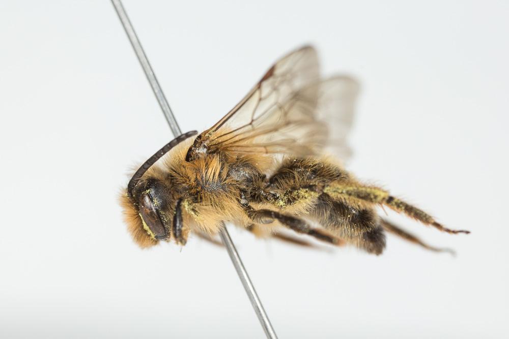 Andrena nigroaenea (Kirby, 1802)