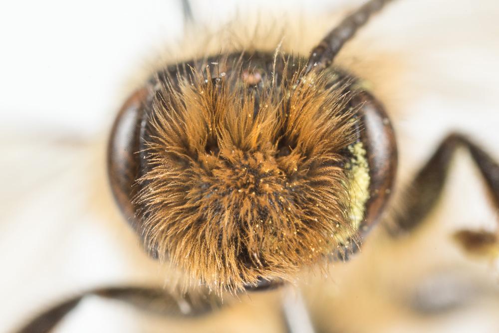 Andrena nigroaenea (Kirby, 1802)