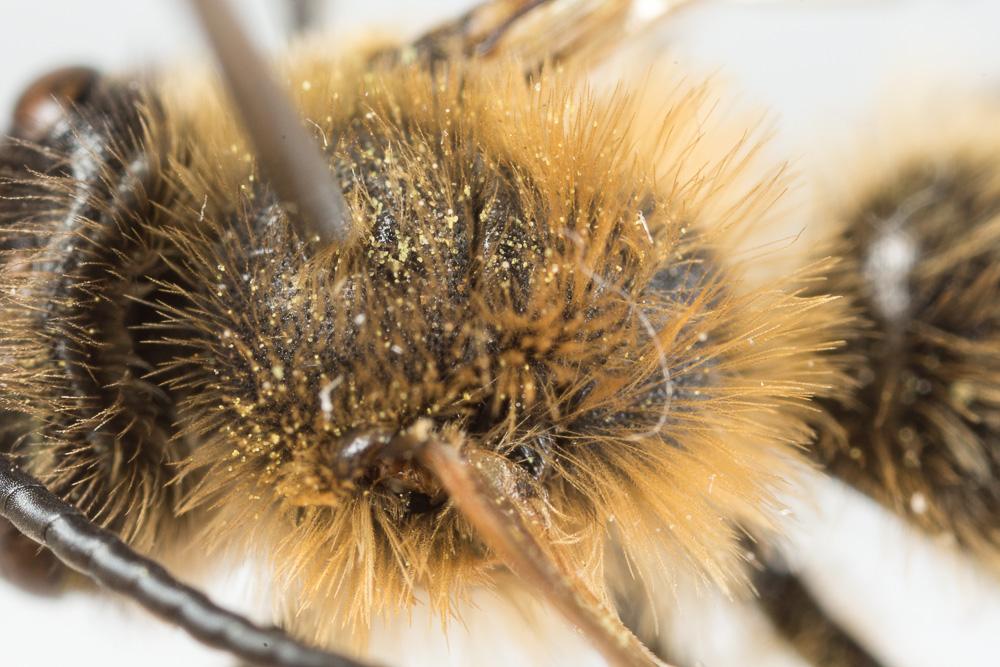 Andrena nigroaenea (Kirby, 1802)