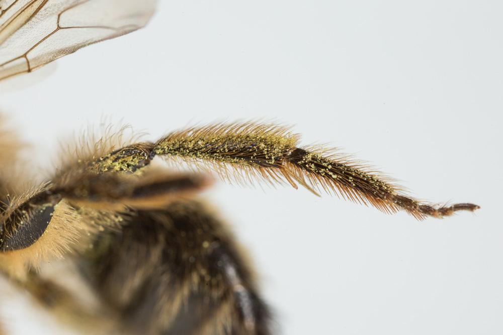  Andrena nigroaenea (Kirby, 1802)