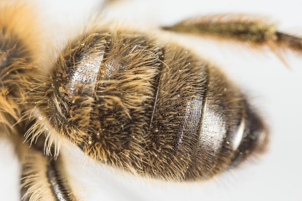 Andrena nigroaenea (Kirby, 1802)