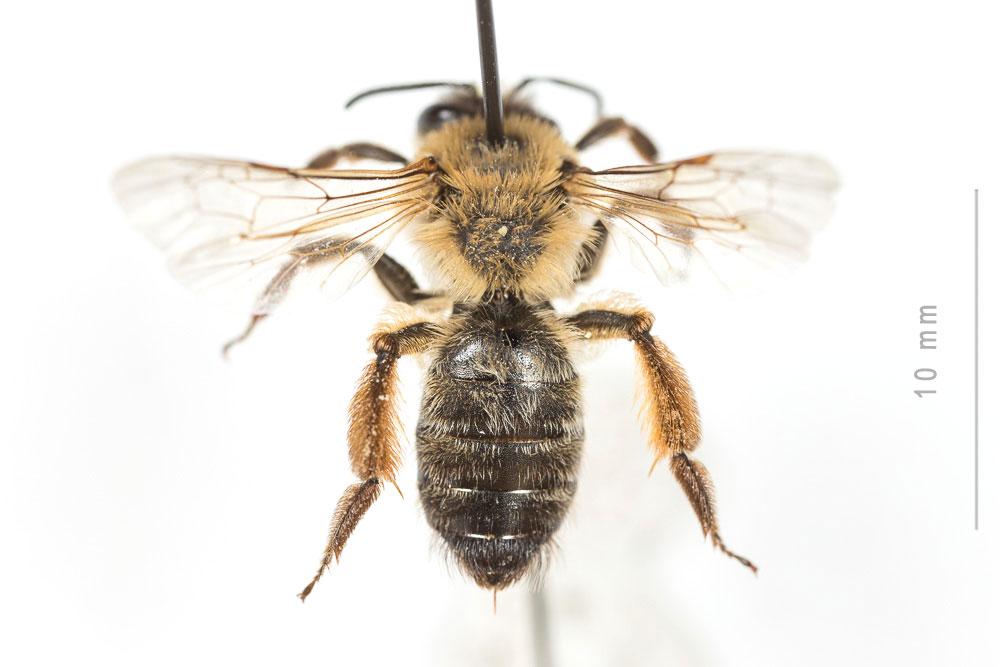 Andrena nigroaenea (Kirby, 1802)