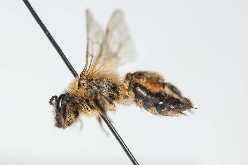 Andrena nigroaenea (Kirby, 1802)