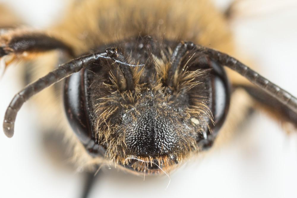  Andrena nigroaenea (Kirby, 1802)