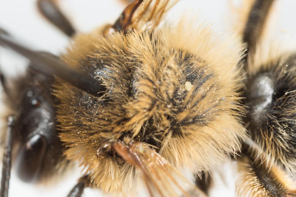 Andrena nigroaenea (Kirby, 1802)