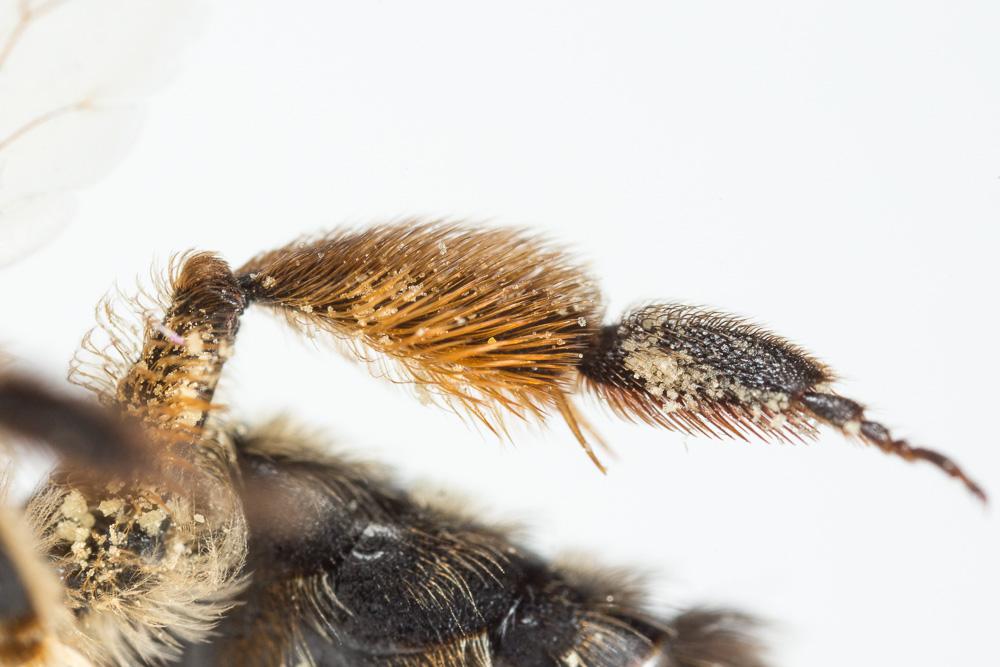 Andrena nigroaenea (Kirby, 1802)
