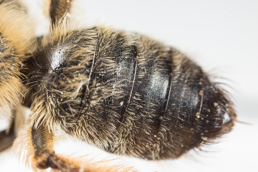  Andrena nigroaenea (Kirby, 1802)
