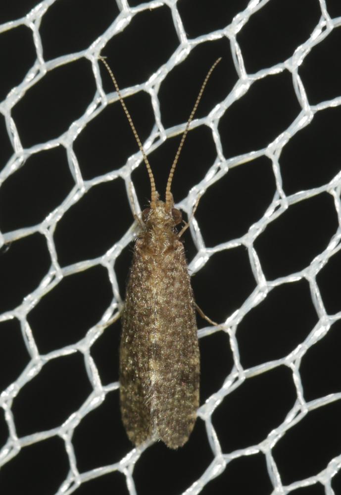 Ecnomus tenellus (Rambur, 1842)