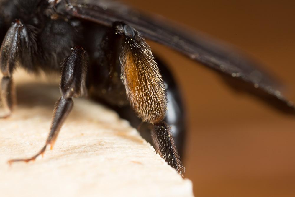 Andrena fuscosa Erichson, 1835