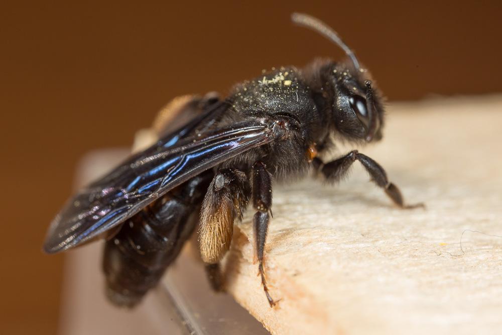 Andrena fuscosa Erichson, 1835