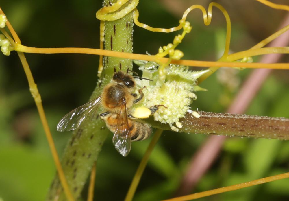 Abeille domestique, Abeille européenne, Abeille me Apis mellifera Linnaeus, 1758