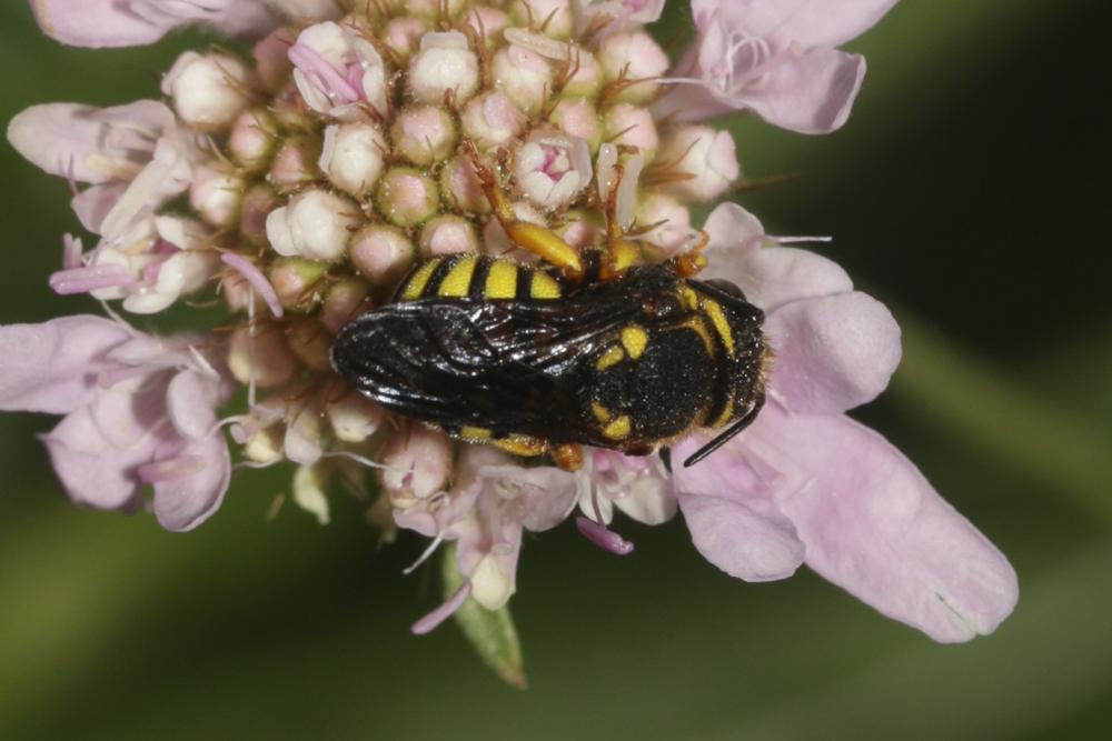  Stelis annulata (Lepeletier, 1841)