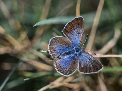 Azuré de la Badasse (L') Glaucopsyche melanops (Boisduval, 1828)