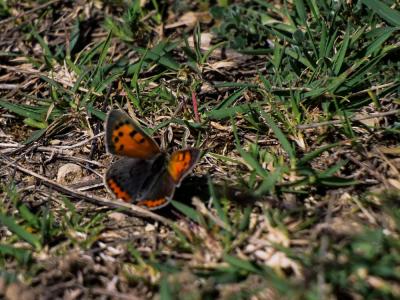 Cuivré commun (Le), Argus bronzé (L'), Bronzé (Le) Lycaena phlaeas (Linnaeus, 1760)