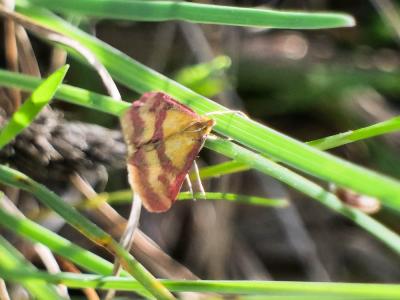  Pyrausta sanguinalis (Linnaeus, 1767)