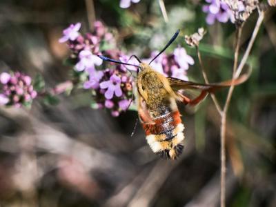 Sphinx gazé (Le), Sphinx du Chèvrefeuille (Le) Hemaris fuciformis (Linnaeus, 1758)