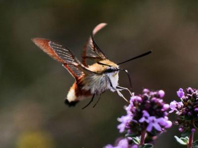 Sphinx gazé (Le), Sphinx du Chèvrefeuille (Le) Hemaris fuciformis (Linnaeus, 1758)