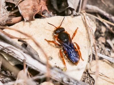  Rhodanthidium sticticum (Fabricius, 1787)