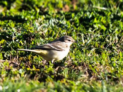  Motacilla Linnaeus, 1758