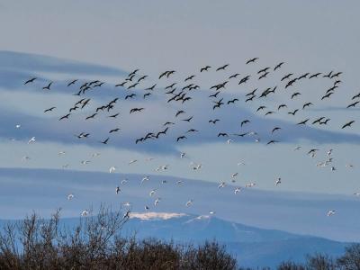 Ibis falcinelle Plegadis falcinellus (Linnaeus, 1766)