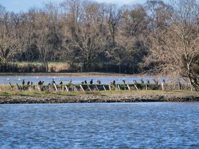Grand Cormoran Phalacrocorax carbo (Linnaeus, 1758)