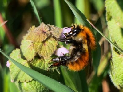 Bourdon des champs Bombus pascuorum (Scopoli, 1763)