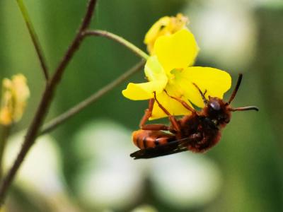  Nomada agrestis Fabricius, 1787