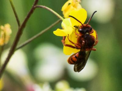  Nomada agrestis Fabricius, 1787