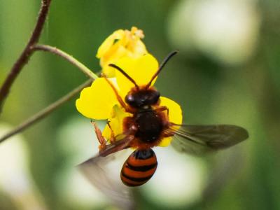  Nomada agrestis Fabricius, 1787