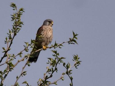 Faucon crécerelle Falco tinnunculus Linnaeus, 1758