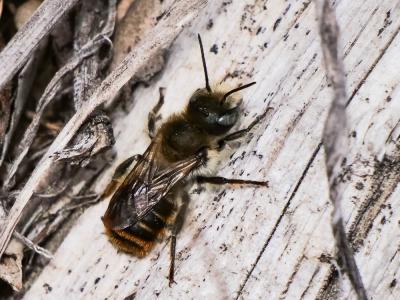  Osmia aurulenta (Panzer, 1799)