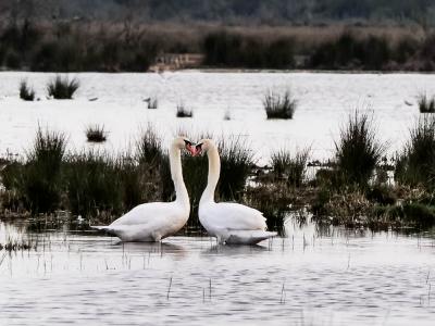 Cygne tuberculé Cygnus olor (Gmelin, 1803)