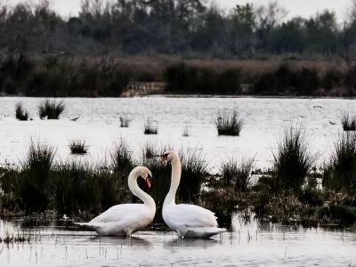 Cygne tuberculé Cygnus olor (Gmelin, 1803)
