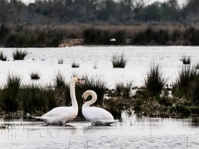 Cygne tuberculé Cygnus olor (Gmelin, 1803)