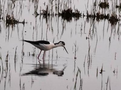 Echasse blanche Himantopus himantopus (Linnaeus, 1758)
