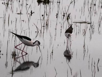 Echasse blanche Himantopus himantopus (Linnaeus, 1758)