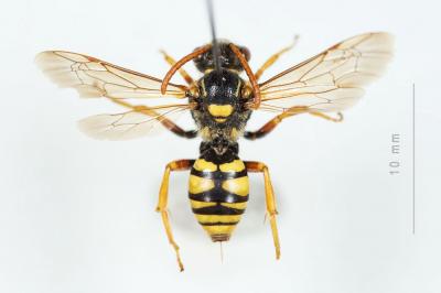  Nomada nobilis Herrich-Schäffer, 1839