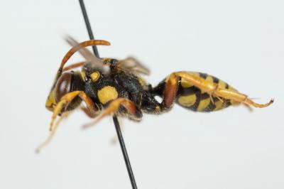 Nomada nobilis Herrich-Schäffer, 1839