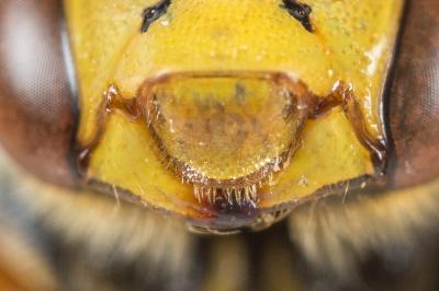  Nomada nobilis Herrich-Schäffer, 1839