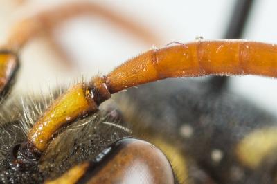  Nomada nobilis Herrich-Schäffer, 1839