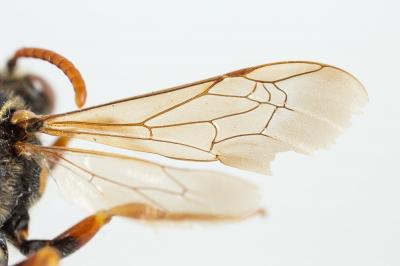  Nomada nobilis Herrich-Schäffer, 1839