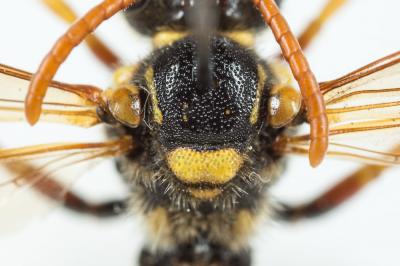  Nomada nobilis Herrich-Schäffer, 1839