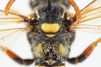  Nomada nobilis Herrich-Schäffer, 1839