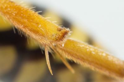  Nomada nobilis Herrich-Schäffer, 1839