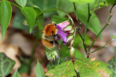 Bourdon des champs Bombus pascuorum (Scopoli, 1763)