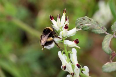 Bourdon terrestre (Le) Bombus terrestris (Linnaeus, 1758)